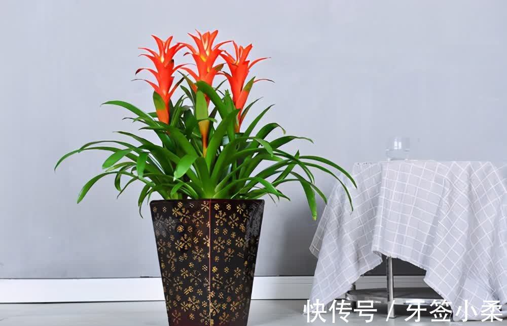 吉祥|7种寓意“旺财”的花,适合养在家里,看着就有好兆头