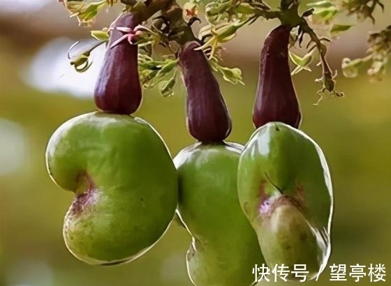 筒装|23冷知识,真实存在于世界,但却没有什么用处