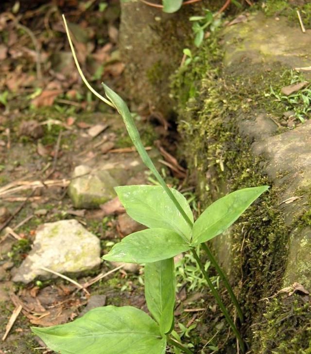  野草|这野草，农村常见，一斤却卖到了几百元，若再遇见，请重视