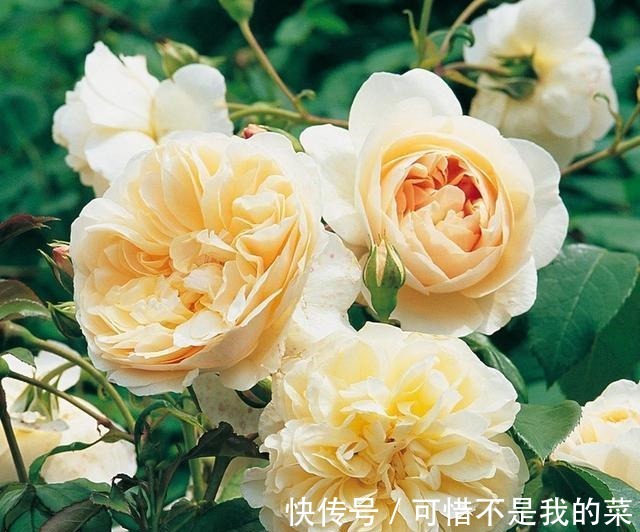 奥斯汀|推荐15种欧月月季任你选，开花最多、花量最大，超美！