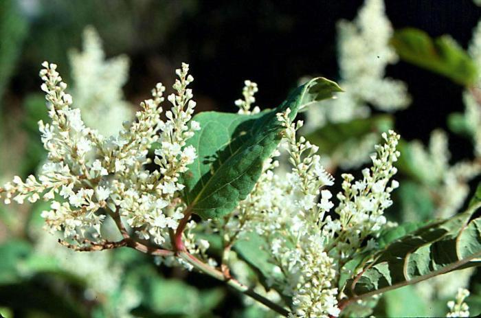 魔鬼|入侵英国170年的魔鬼植物,在我国却是吃货最爱,10元一斤很畅销