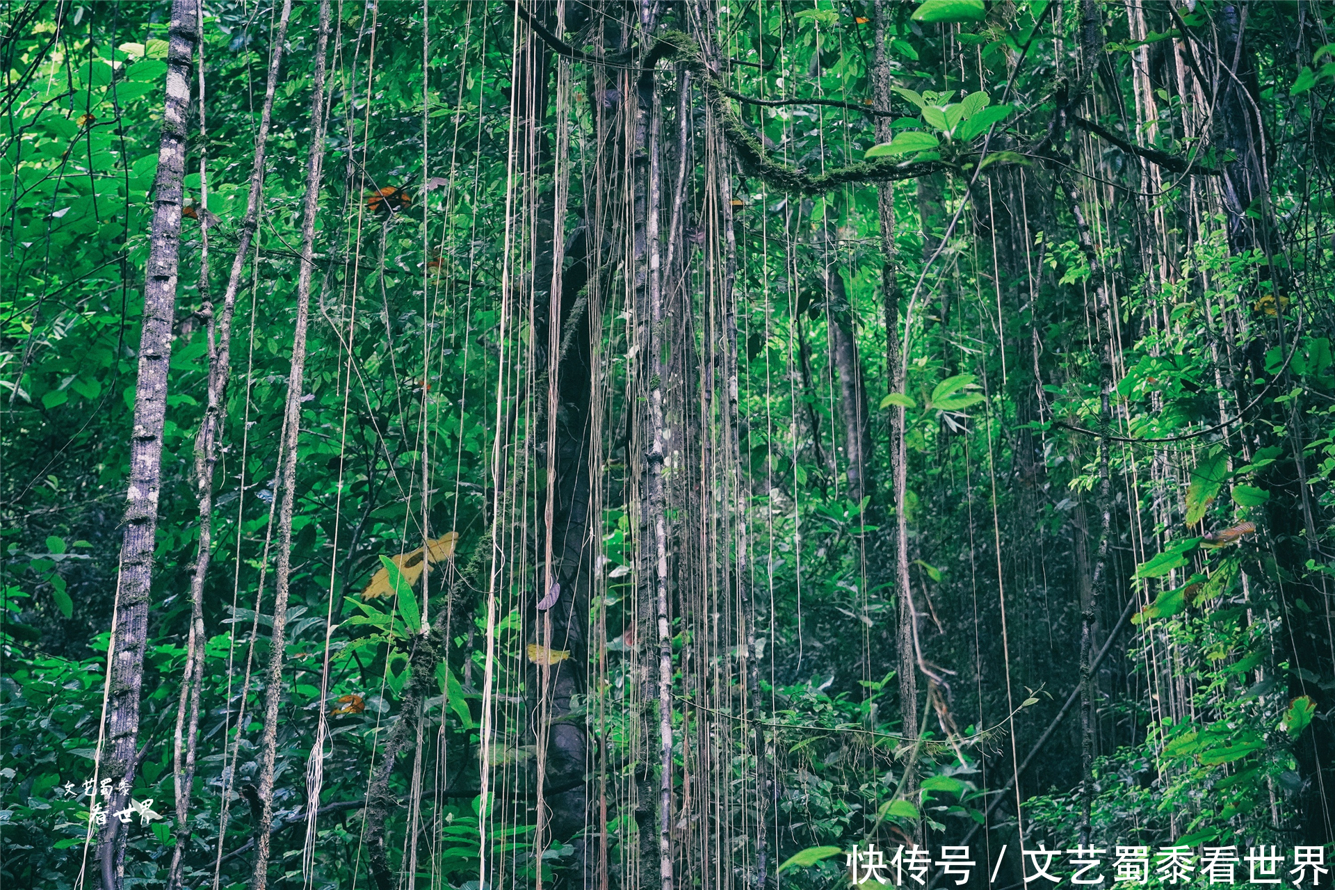 中年|在瑞丽莫里河谷中藏着神奇的莫里瀑布，值得为它来一场丛林探险