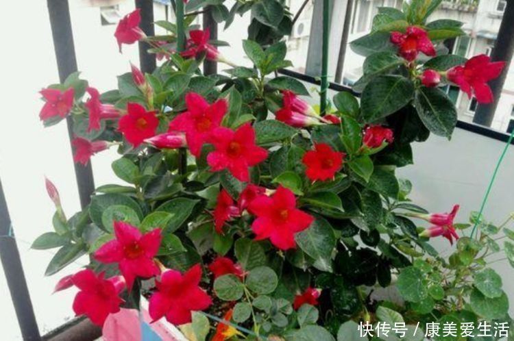 4种花漂亮又好养,比牡丹好看,养上一盆四季欣赏,好养活还不贵