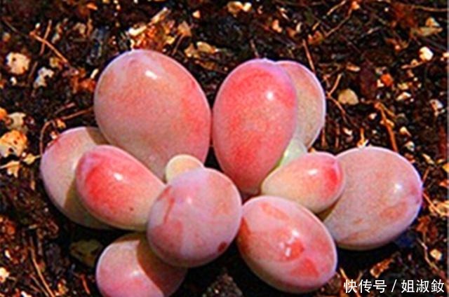 它们不是桃蛋,只是和桃蛋很像,有的香气十足,有的和汤圆一样圆