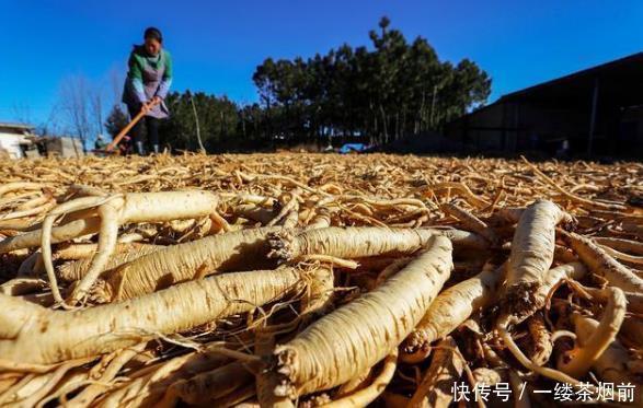 健脾|廉价却能替人参，补脾肺，益津气血，扶正祛邪，润肤、减胖、减糖