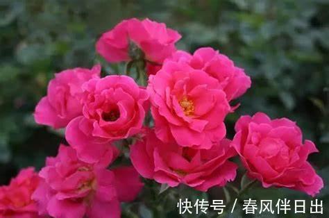 养花试试这几款，开花量多，枝条上满满的都是花朵