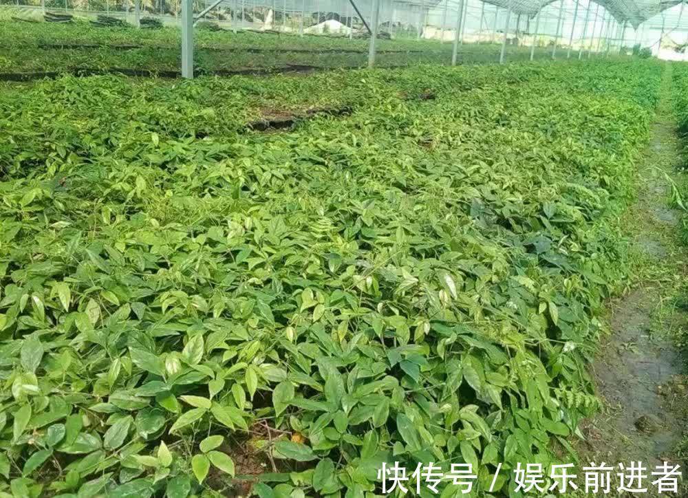 地摊|千元一斤被捧上神坛,遭人们疯狂采挖,如今跌成地摊货常年卖不动