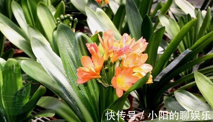 斑纹者|君子兰如何换盆,浇水,施肥