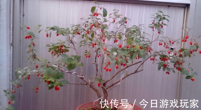养花草不如养枸杞，平时当盆景观赏，结了果子还能食用！