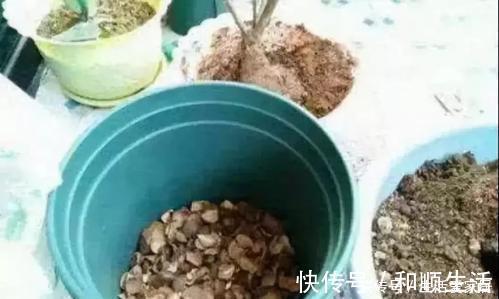 兰花|家家都有的垃圾，用来养花，不黄叶、不烂根，啥花都喜欢