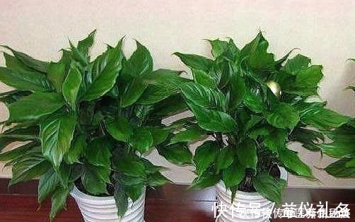 黄豆花生|偷偷告诉你,养花“高手”都用“这种”肥,不花钱,养啥花都旺!