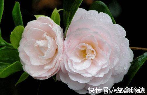 种花|4种花太美了,花色绚丽美观,多季节开花