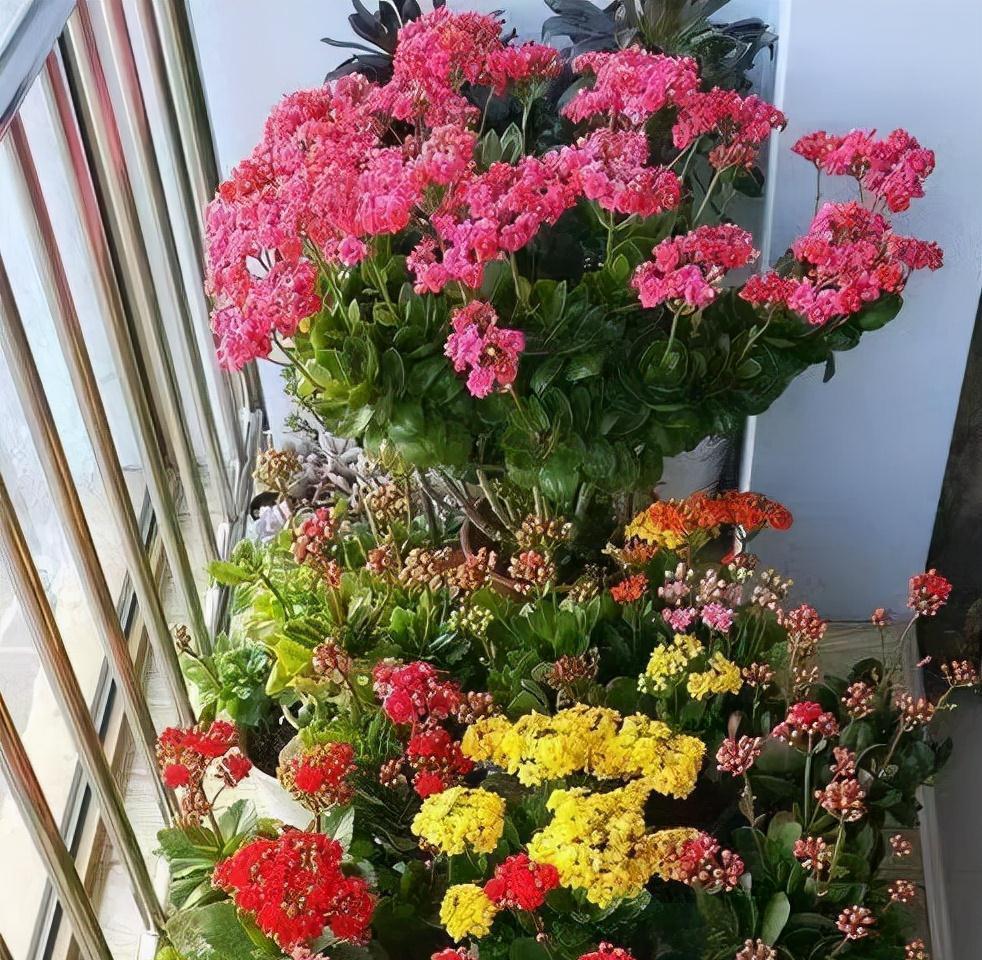 养不活花的人，建议养这“5种花”，好养好看又实用