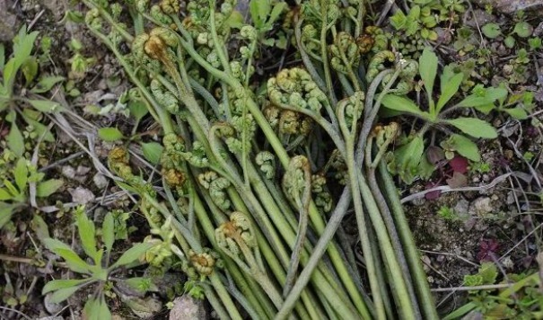 营养价值|埋没在田间的四种抗癌野菜,多数人嫌脏不吃,但是营养价值高