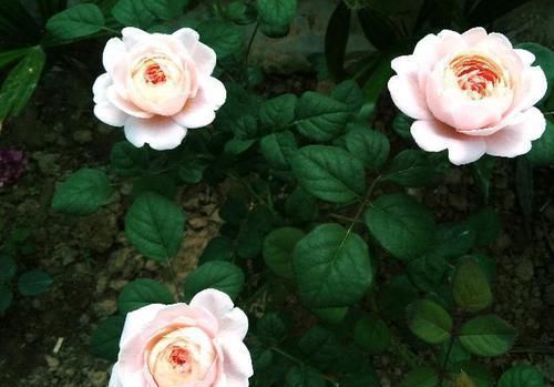 排水性|养花易烂根,4种东西随便一种撒一把,10盆9盆不烂根!