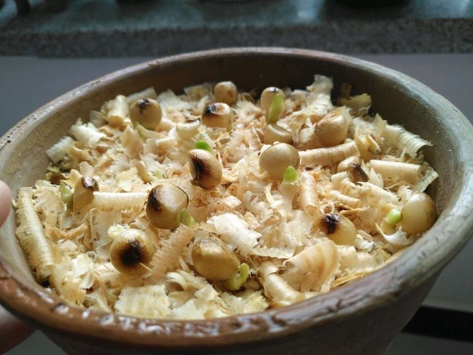 君子兰能长出“红果子”,肯定是“赚了”,播种养出20盆