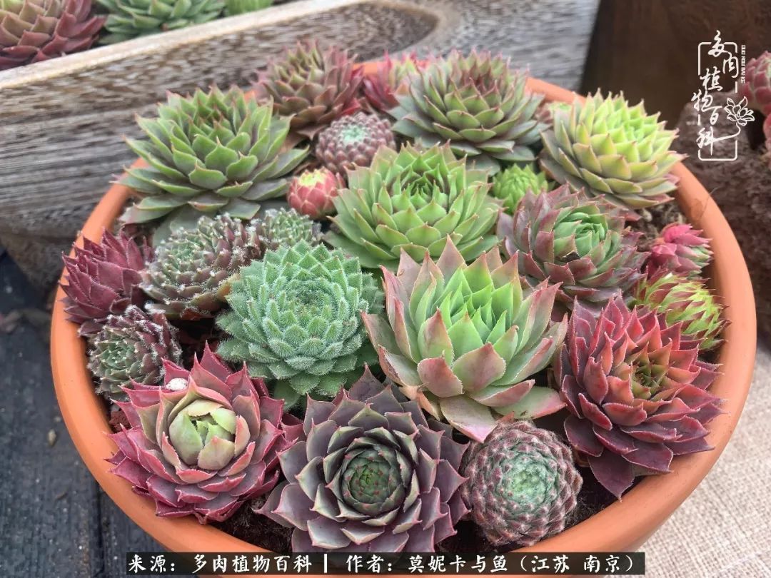 这多肉拼盘这么仙!如何制作达人手把手教你制作长生草拼盘!