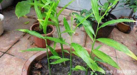 爷爷在家盆栽生姜,邻居都笑他老糊涂,可长出来的东西却美爆了!