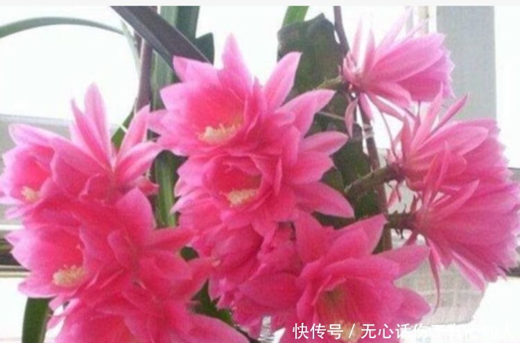 5种花适合夏天养，开花爆盆花期长，开花红红火火，大吉大利