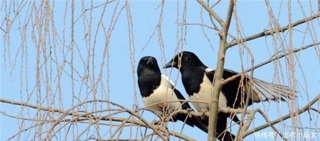 俗语|俗语:“宅子出三喜,家里人才辈出”,指的哪三喜?看看你家有没