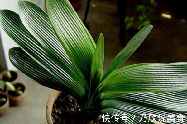 君子兰叶子发黄怎么办教你几招,让叶片重新焕发亮绿!