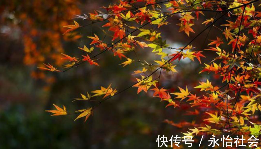 白云生@杜牧最唯美的一首诗,通篇美得犹如一幅画,怎一个美字了得