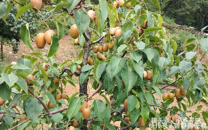 国人历时14年培育成功,价格却从25元跌到5元,如今很难见到