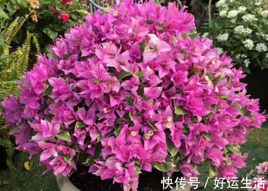 要想三角梅开成“花球”，要定期修剪，再做好4点，才能花开不停