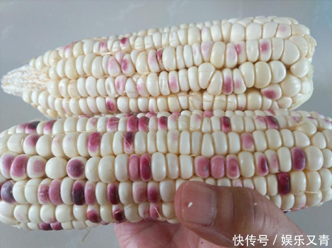 甜玉米糯玉米采摘正当时,教你几招,让你选到老嫩适中的鲜玉米棒