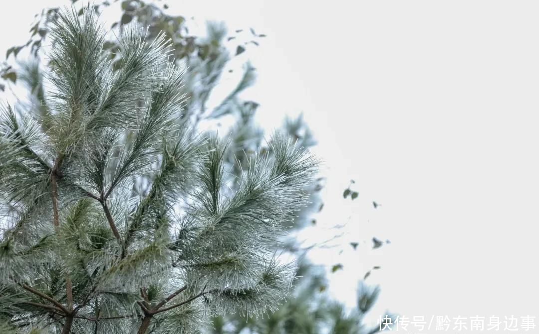 草场|太美了！ 台江红阳万亩草场出现雾凇景观