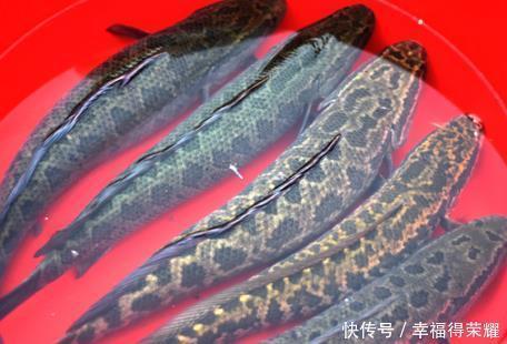  买鱼专挑3种鱼，口感鲜嫩鱼刺少，营养丰富味道好，渔民强烈推荐