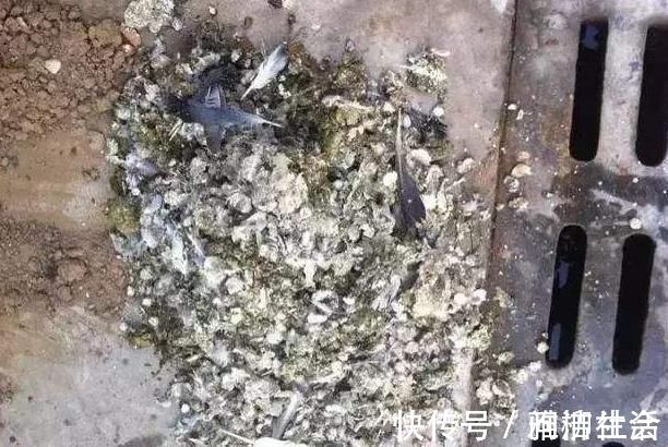 肥料|家里养蟹爪兰,提前准备3种肥料,到了9月开始“贴秋膘”