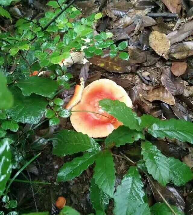 农村|几种农村的食物，你认识吗没见过的肯定不是农村人！