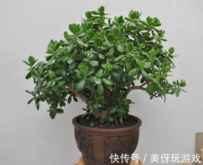 会不会养花看玉树就知道,叶片黄又软,都是步入了此几个误区