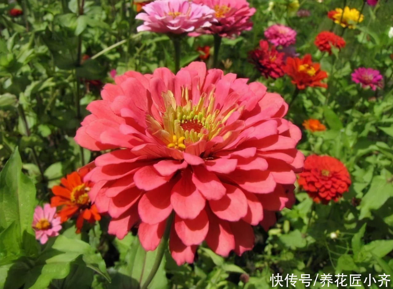 春天买到4种花，开完直接扔，因为它们都是“一次性”花卉