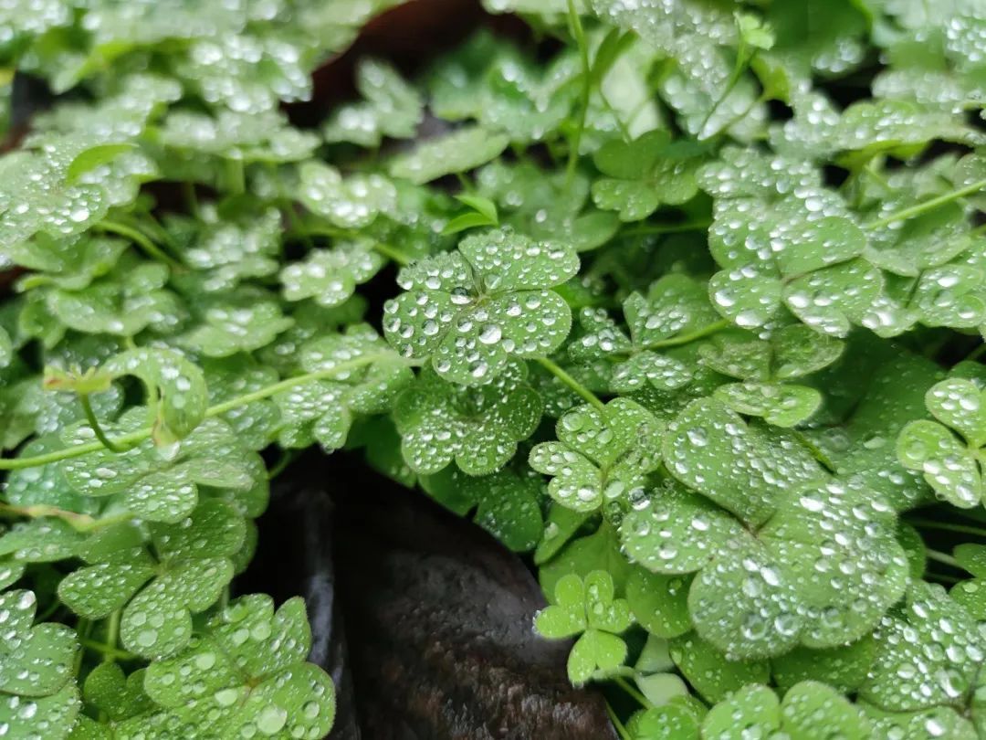 我“雨”最美校园，一起云赏沪上46所高校雨中即景