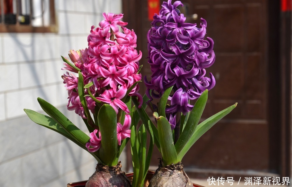 此花是代表了胜利和怀念的花，花朵紧簇，就像是一个花球一样