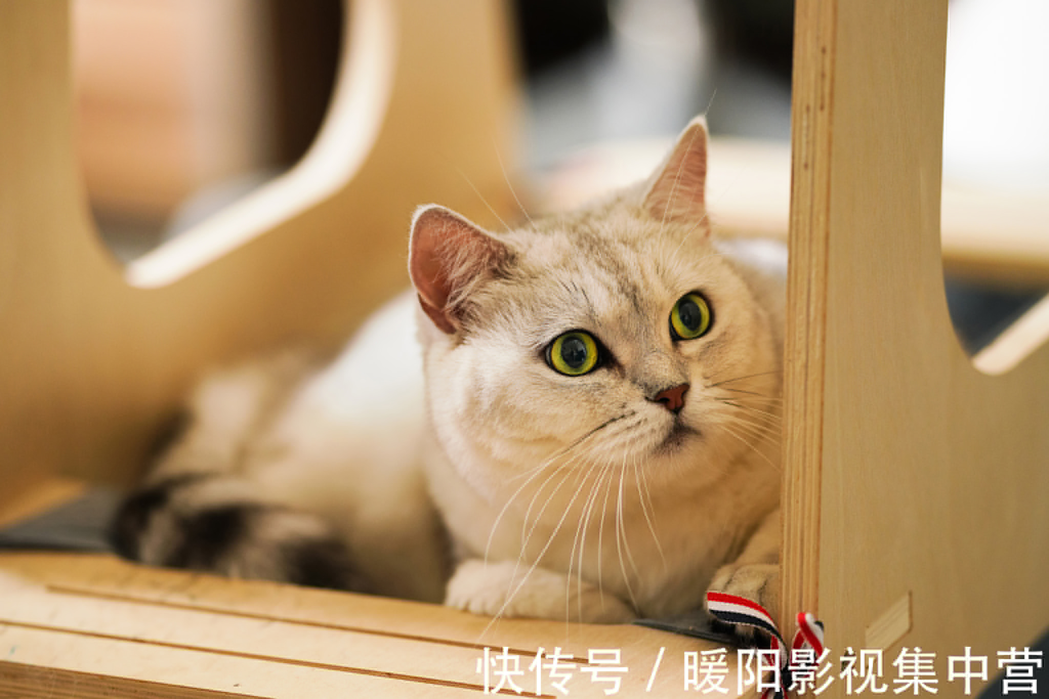 男女主!5本文笔好的穿越小说,养成暗恋,男主偏执,女主不小白