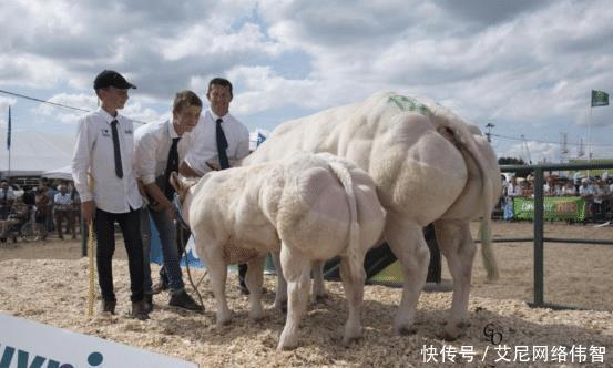 牛群|当初那头因“史泰龙身材”走红的肌肉牛，被成为网红后，结果怎样了