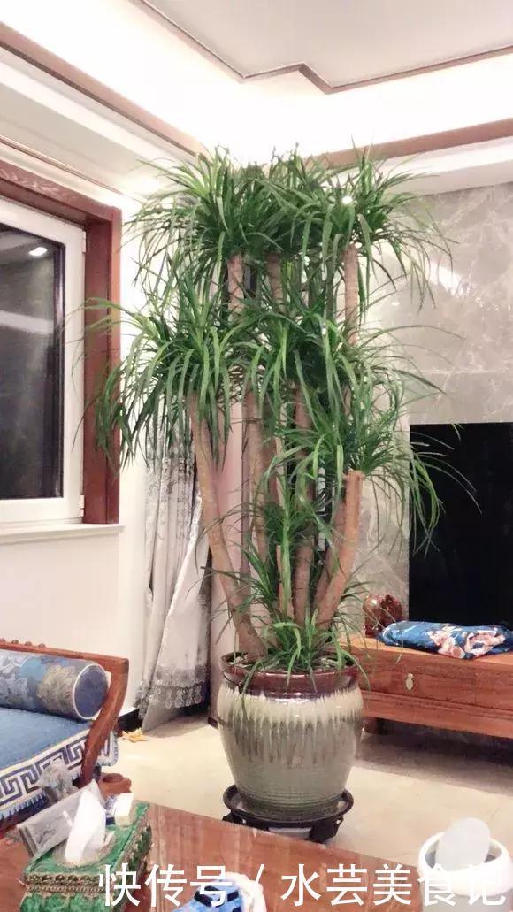 这6种花是“天然净化器”,家中养1盆,潜伏的甲醛也会吸干净!