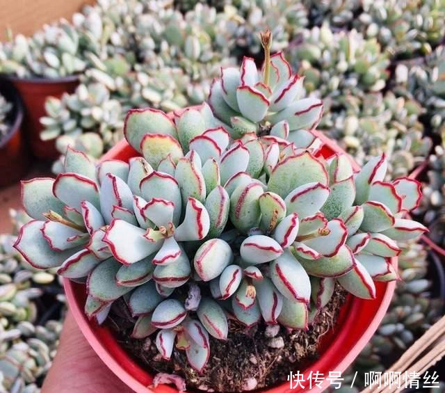 这8种多肉名字好听,颜值还特别高,摆在家里添吉祥!