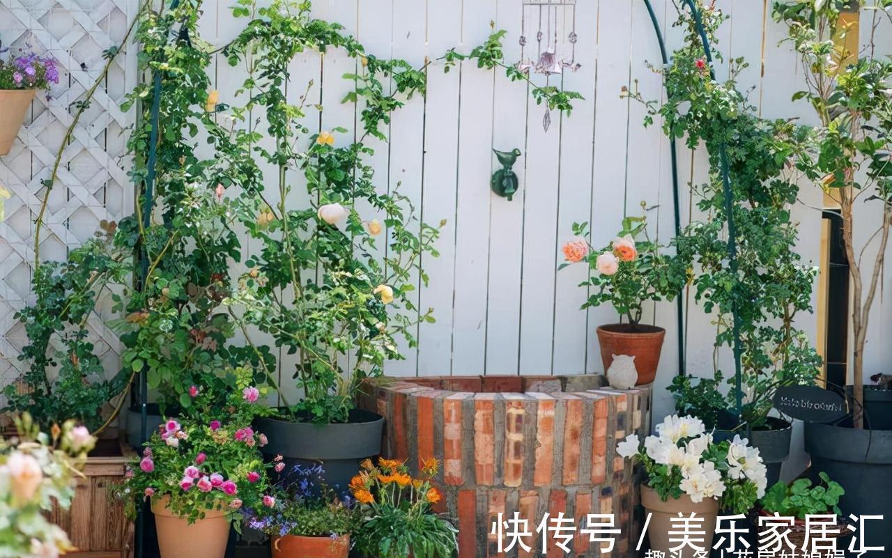 花草|6种花,早该进封闭阳台养殖“黑名单”,不要再当宝,该弃就弃了