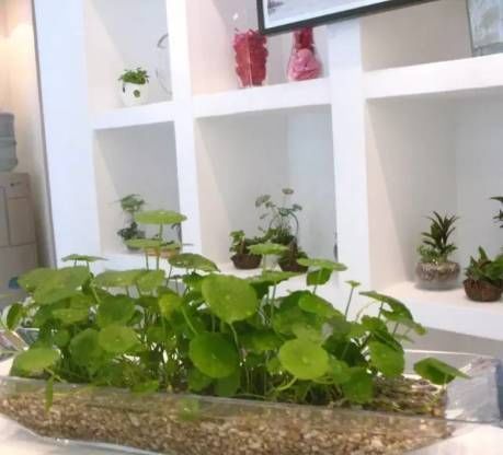 营养物质|都知道淘米水能浇花，但能浇那些花，该怎么浇，你知道吗