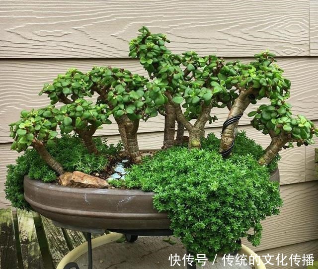 此花能当“传家宝”,一样就是几十年,老桩粗、叶子密!