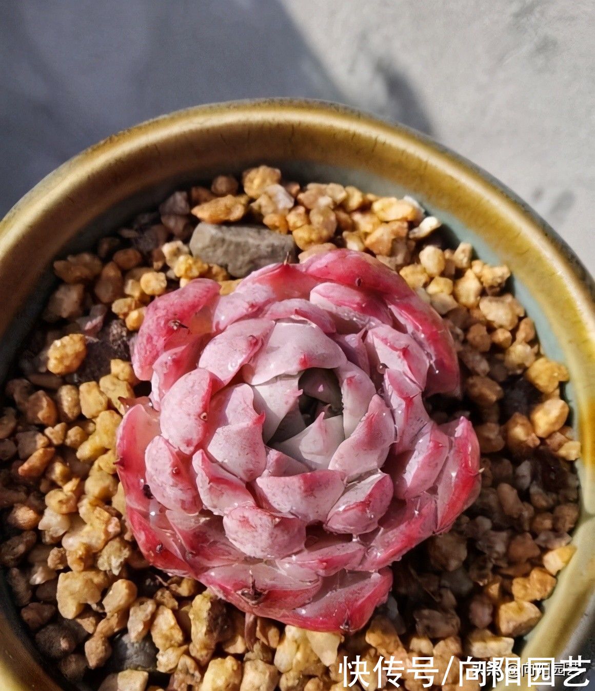 多肉还是别人家的好，别人养的红彤彤，自己养得绿油油，差在哪？