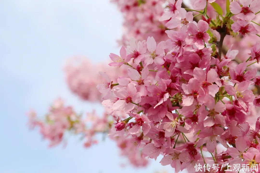 超20万游客到宝山顾村公园！上海樱花节首个周末迎来客流高峰