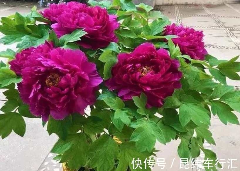 自带“财运”的3种花,富贵好运“财源”滚滚来,懂花的人都在养