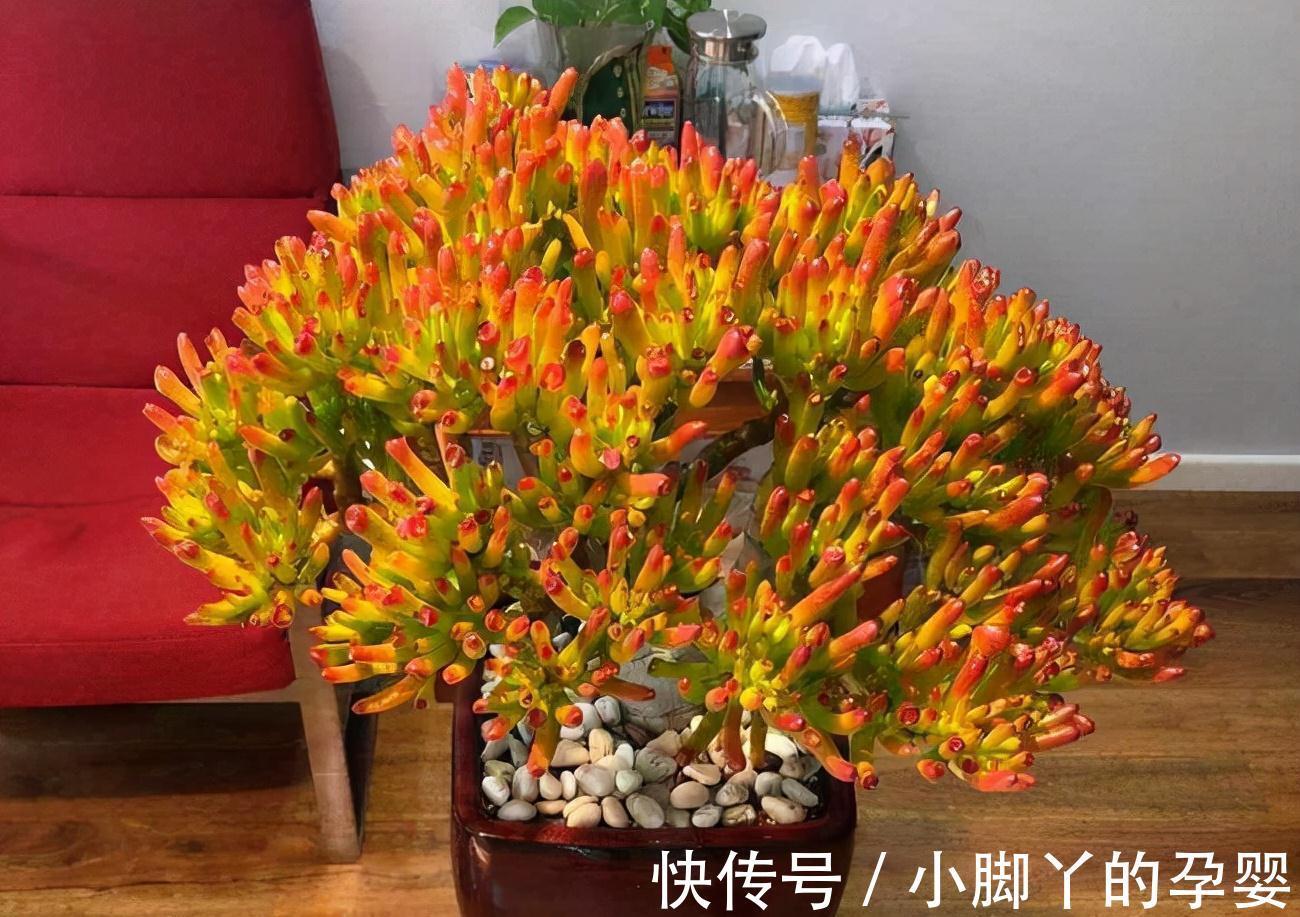 客厅见树,家兴人旺!6种吉利树,好养寓意好,还能养身体