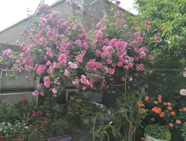 天后|月季花朵变小记得将“3步”做好,20天后花朵“拳头大”,漂亮