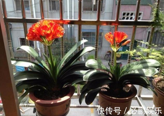 这“2种”肥,君子兰吃了,叶子油亮长得壮,花剑猛冒开花旺!